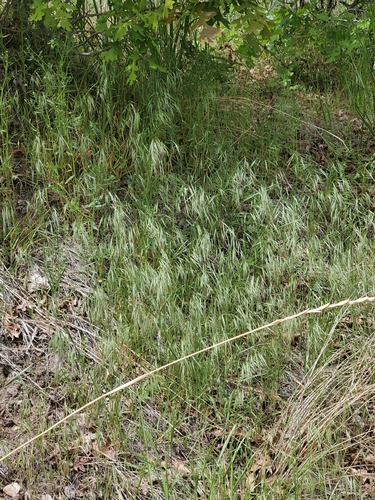 Drooping brome (Bromus tectorum)