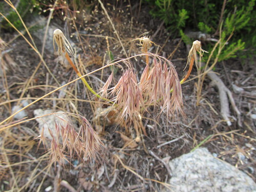 Drooping brome (Bromus tectorum)