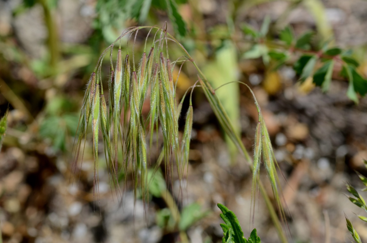 Drooping brome: Bromus tectorum