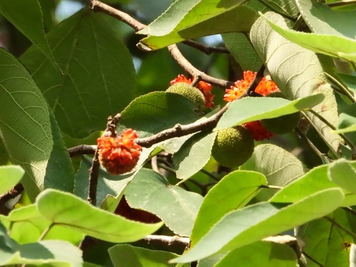Paper mulberry (Broussonetia papyrifera)