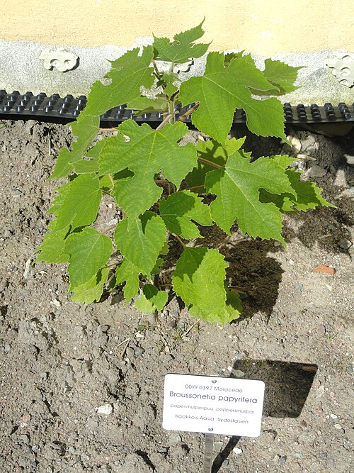 Paper mulberry: Botanical specimen. The University of Helsinki Botanical Garden at Kaisaniemi