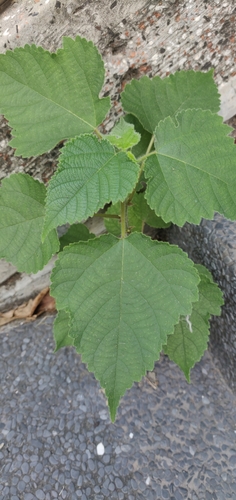 Paper mulberry (Broussonetia papyrifera)
