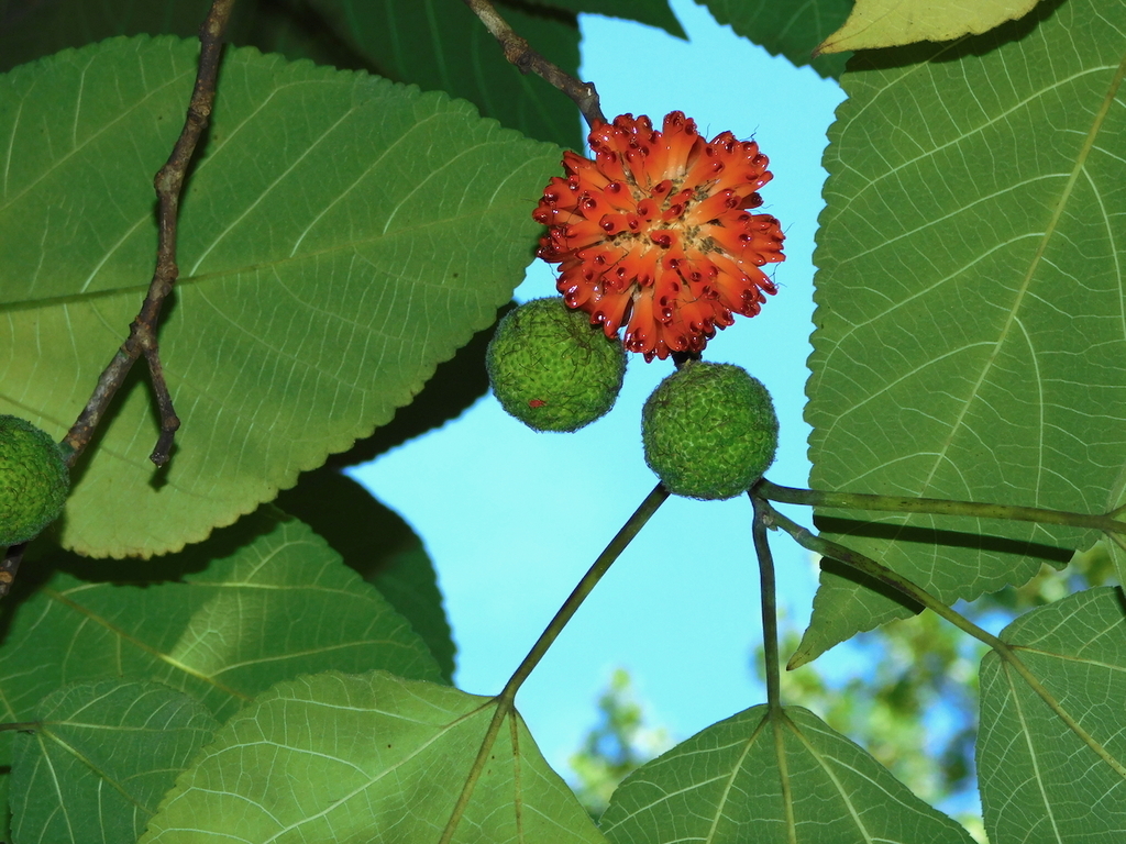 Paper mulberry (Broussonetia papyrifera)