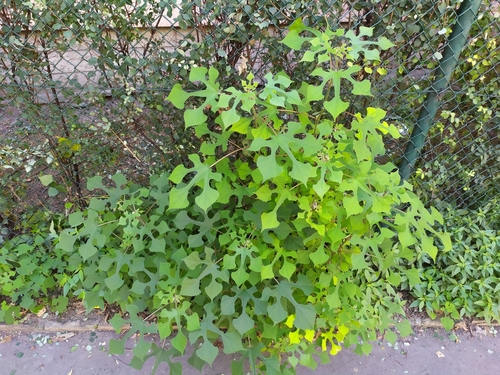 Paper mulberry (Broussonetia papyrifera)