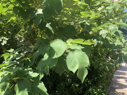 Paper mulberry (Broussonetia papyrifera)