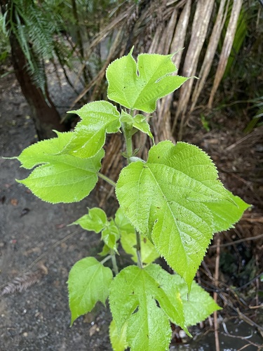 Paper mulberry (Broussonetia papyrifera)