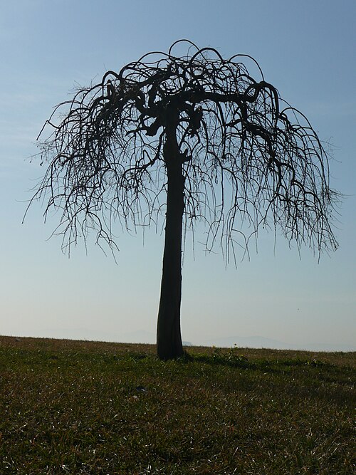Paper mulberry: Paper Mulberry tree. Location: Istanbul - Turkey