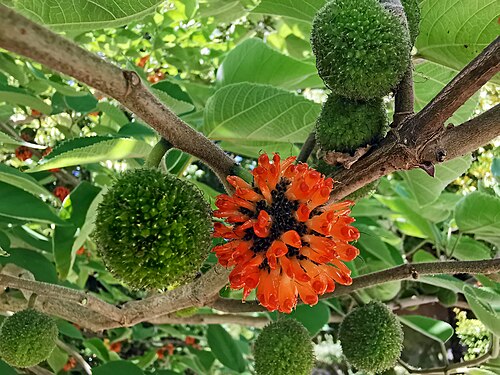 Paper mulberry: Paper Mulberry ( Broussonetia papyrifera ) - Fruits Locality : Clermont-le-Fort , France