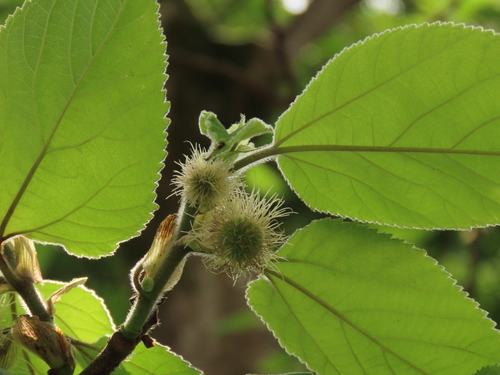 Paper mulberry (Broussonetia papyrifera)