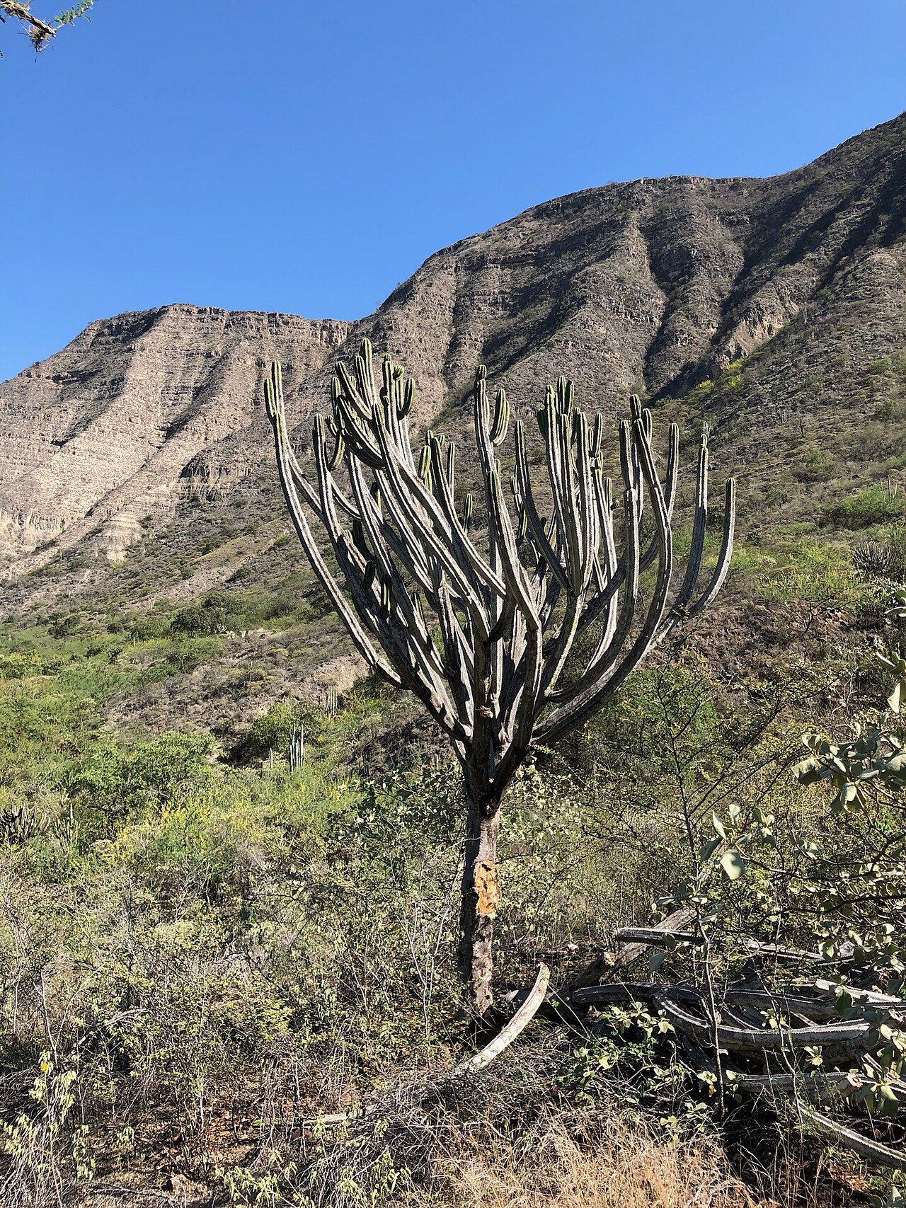 Browningia altissima: Browningia altissima in Peru