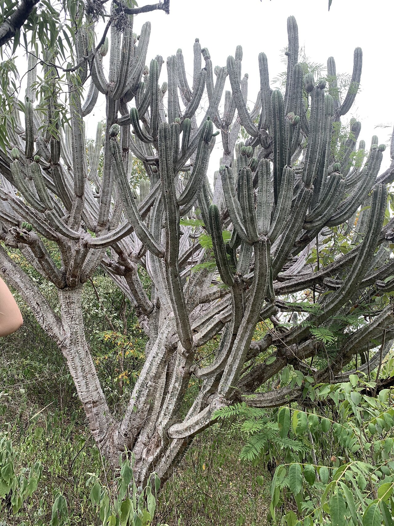 Browningia altissima: Browningia altissima in Peru