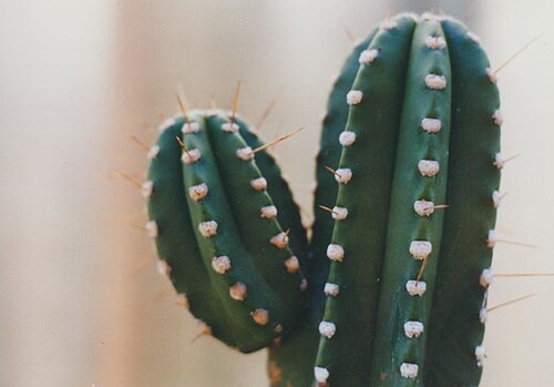 Browningia altissima: Thank you Bob Ressler for the pic. This plant may be considered gymnocereus altissimus by some