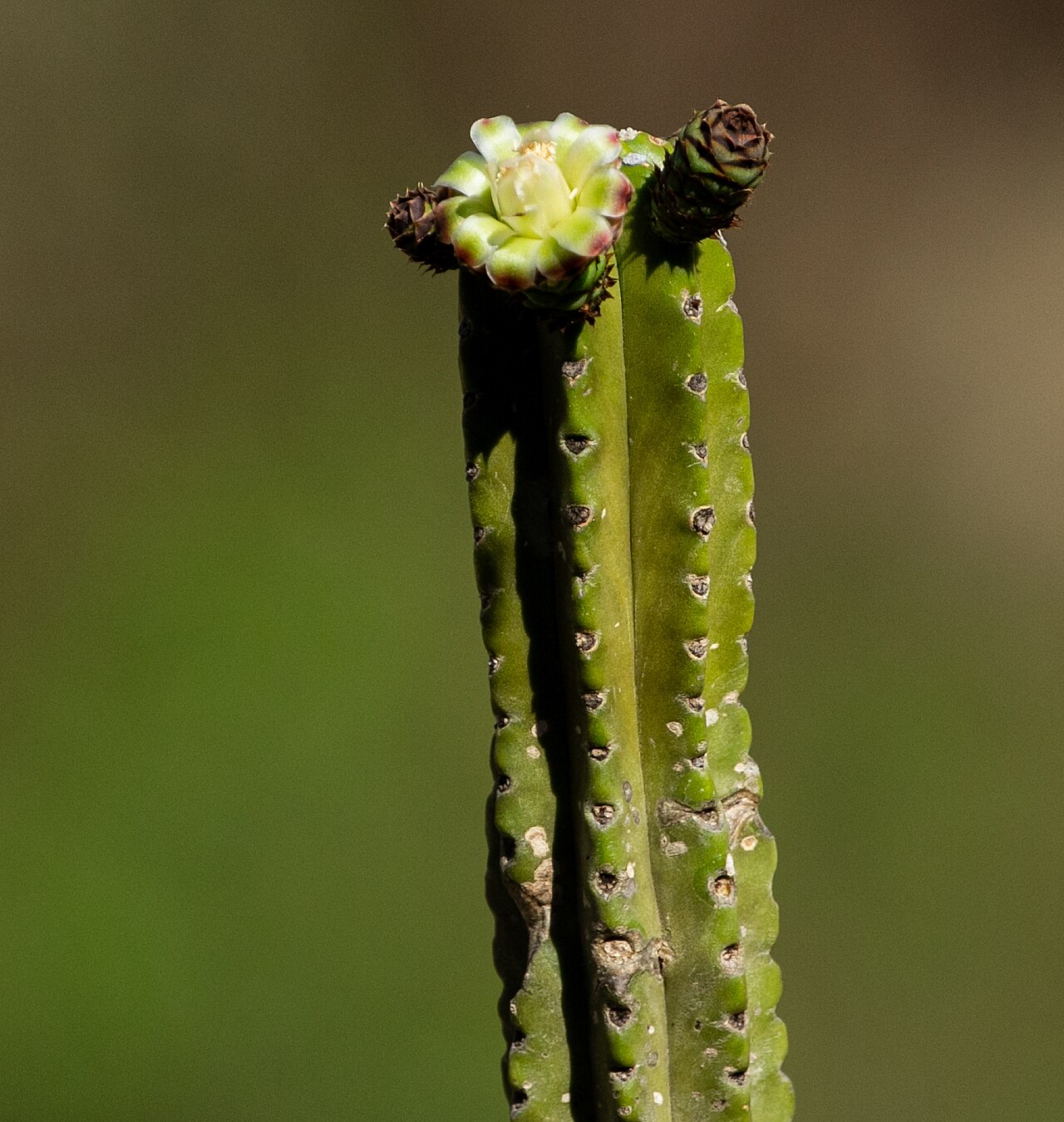 Browningia altissima: Browningia altissima in Peru