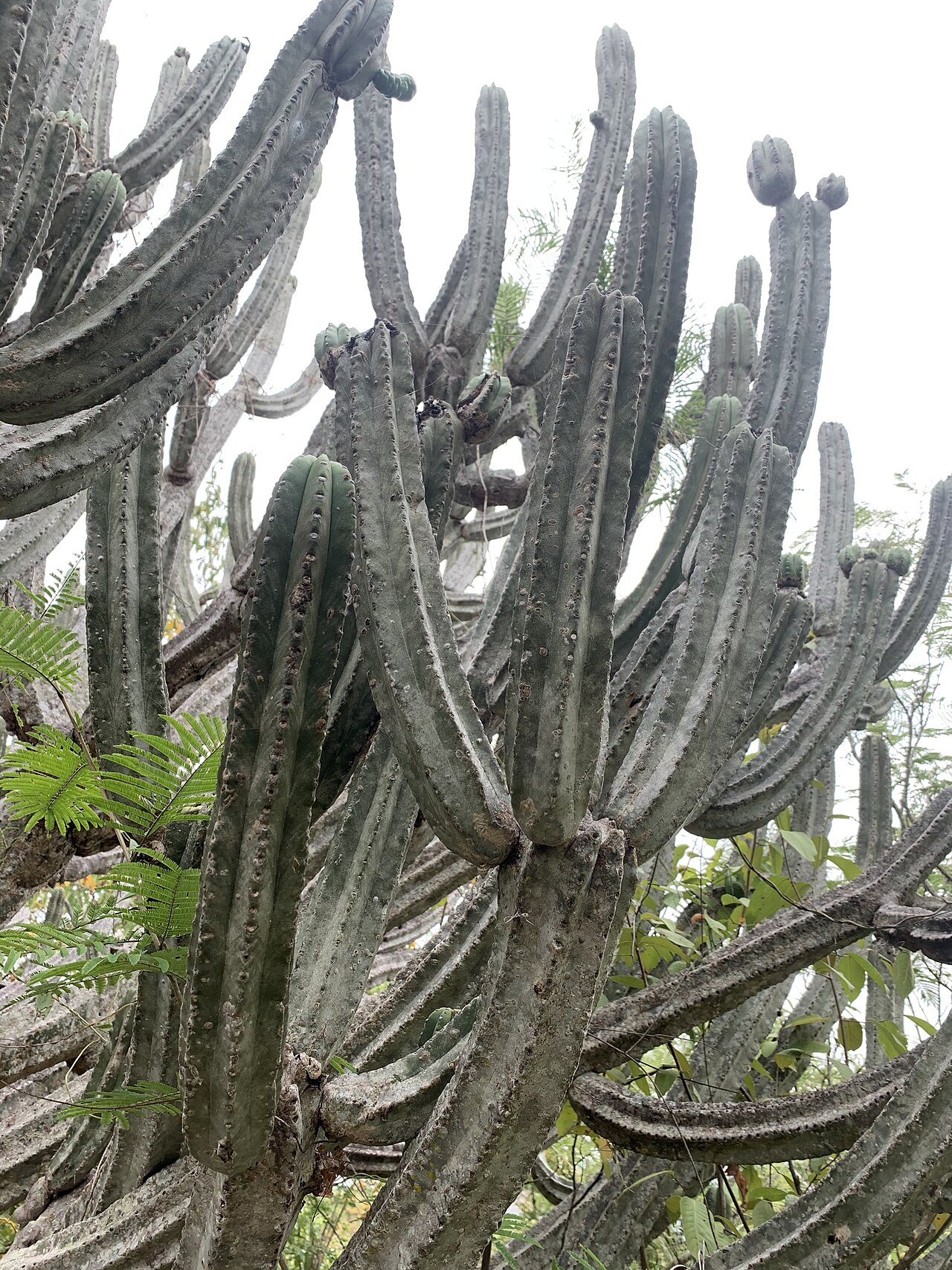 Browningia altissima: Browningia altissima in Peru