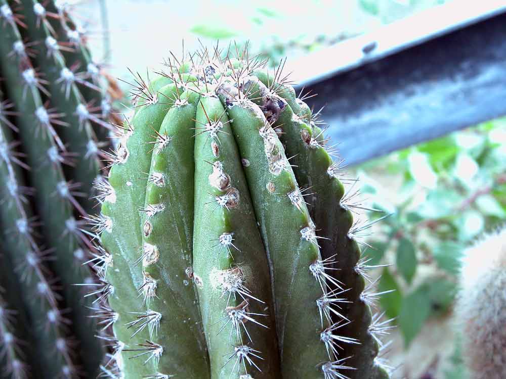 Browningia amstutziae: Browningia amstutziae