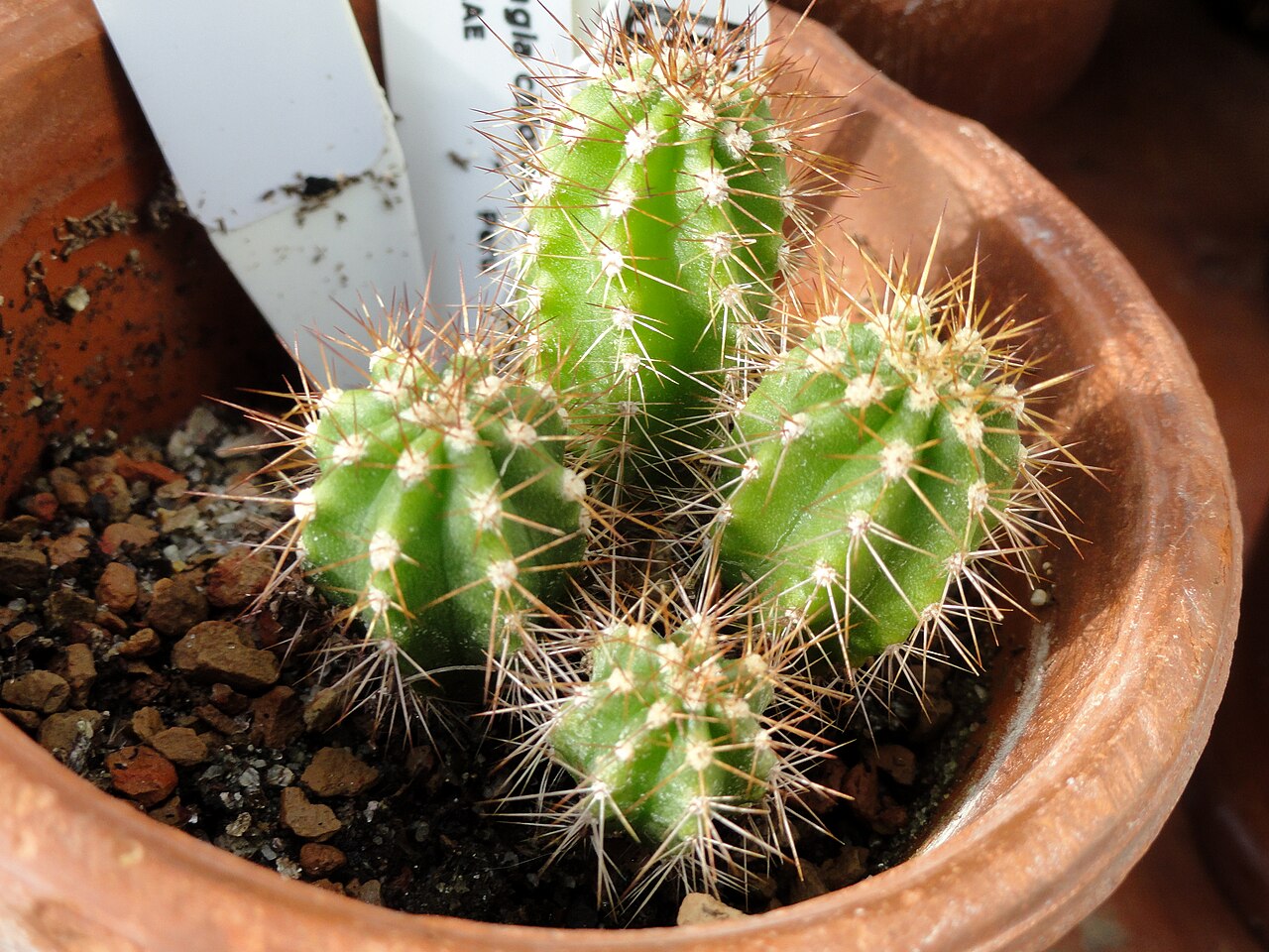 Browningia chlorocarpa: Botanical specimen in the Lyman Plant House, Smith College, Northampton, Massachusetts, USA.