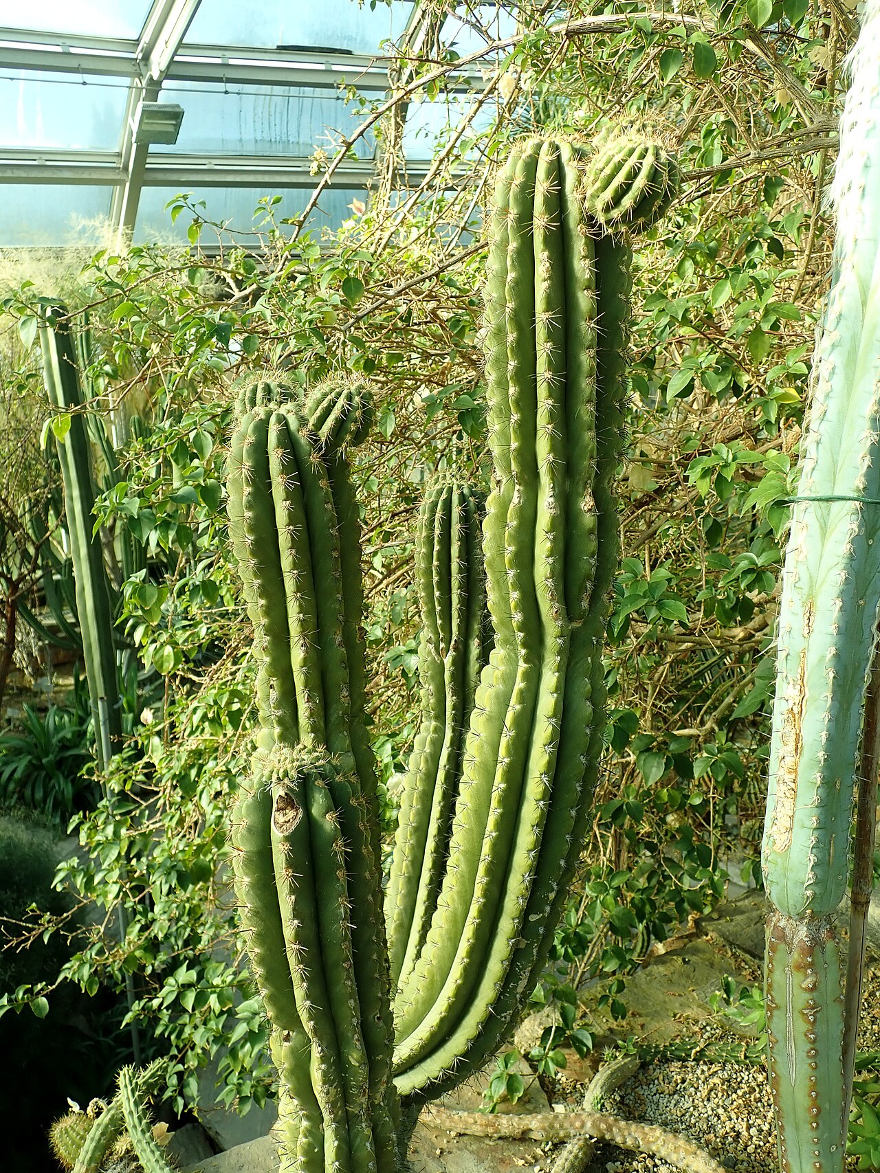 Browningia chlorocarpa: Browningia chlorocarpa , botanical garden in Berlin.