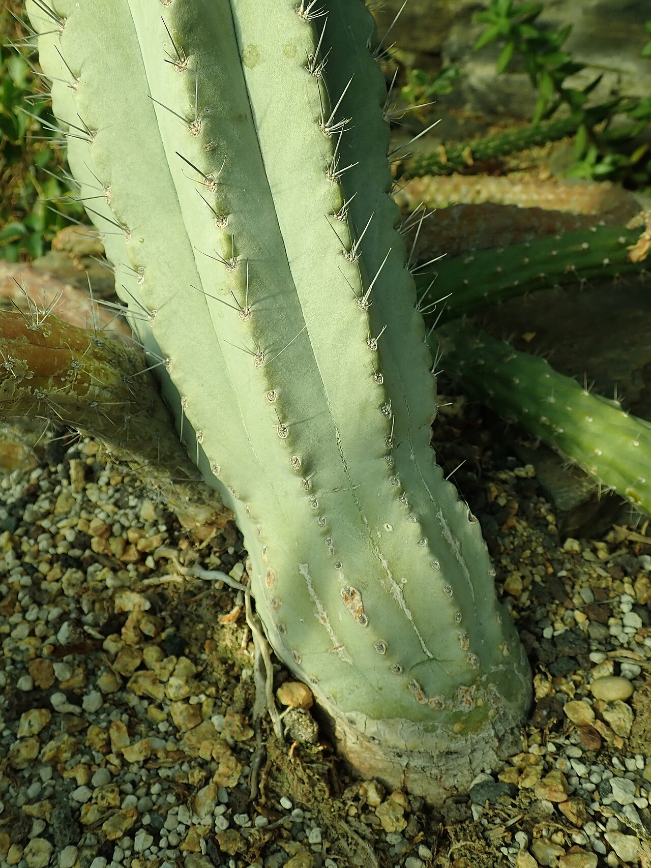Browningia chlorocarpa: Browningia chlorocarpa , botanical garden in Berlin.