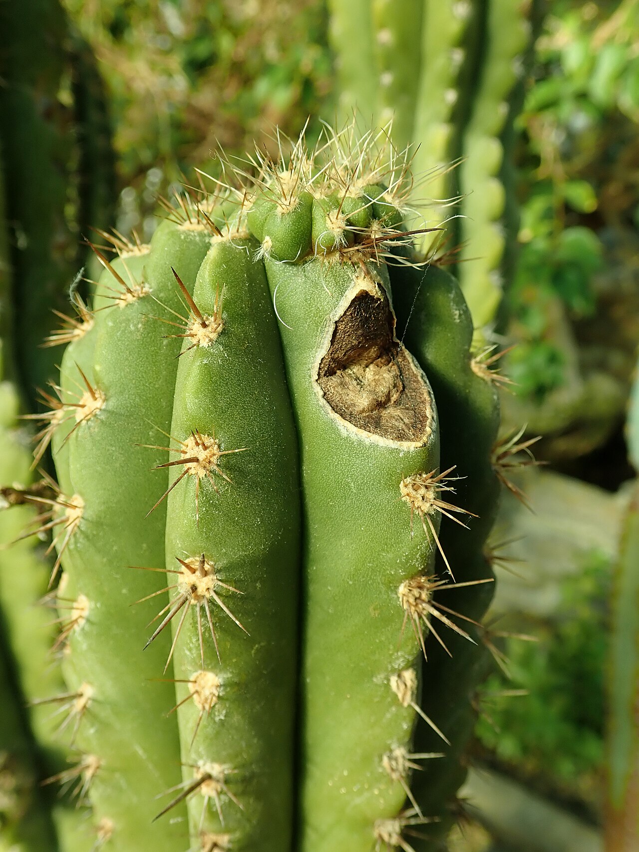 Browningia chlorocarpa: Browningia chlorocarpa , botanical garden in Berlin.