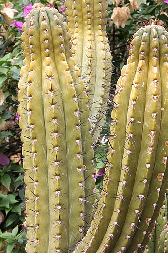 Browningia chlorocarpa: Browningia chlorocarpa