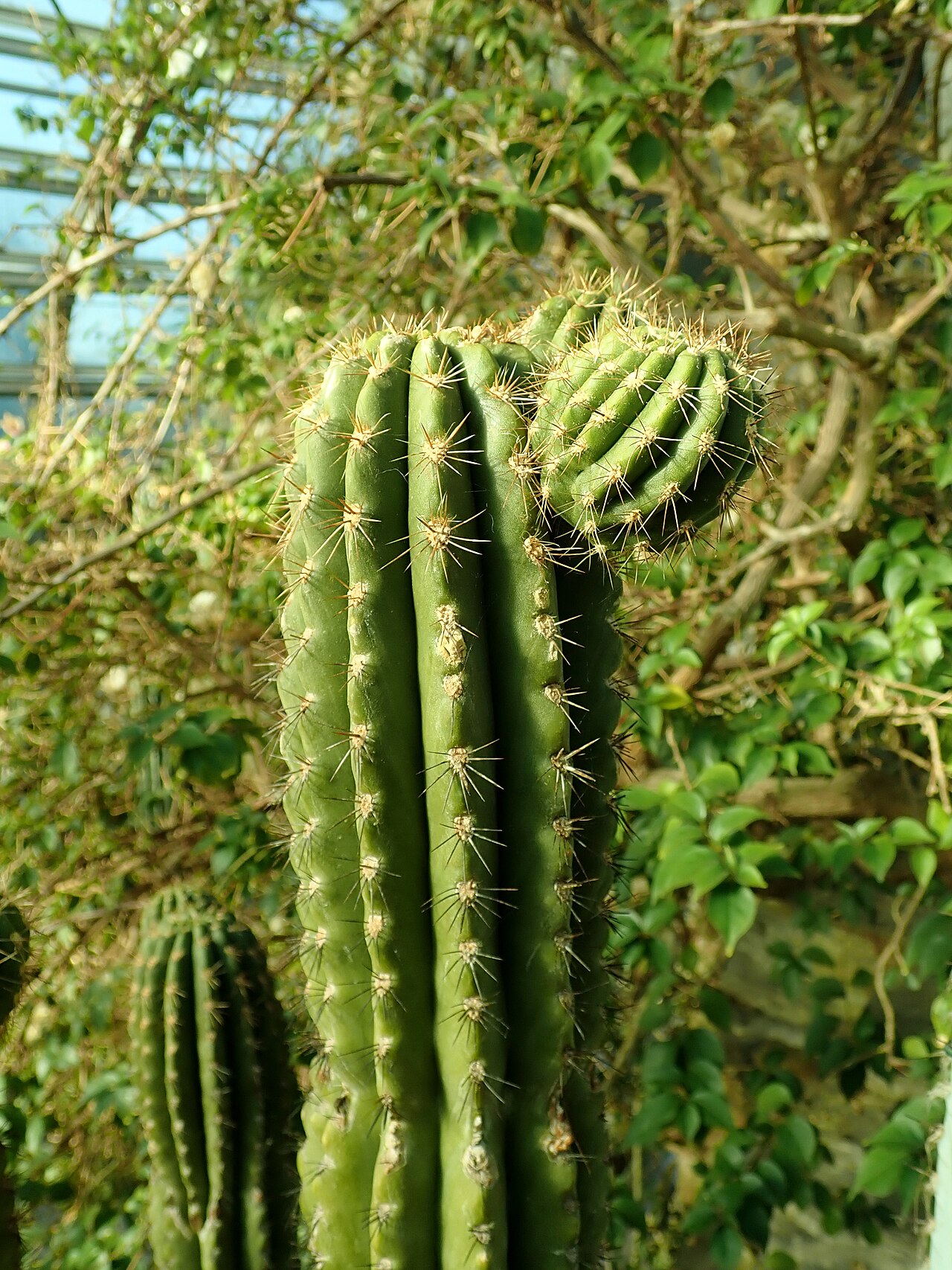 Browningia chlorocarpa: Browningia chlorocarpa , botanical garden in Berlin.