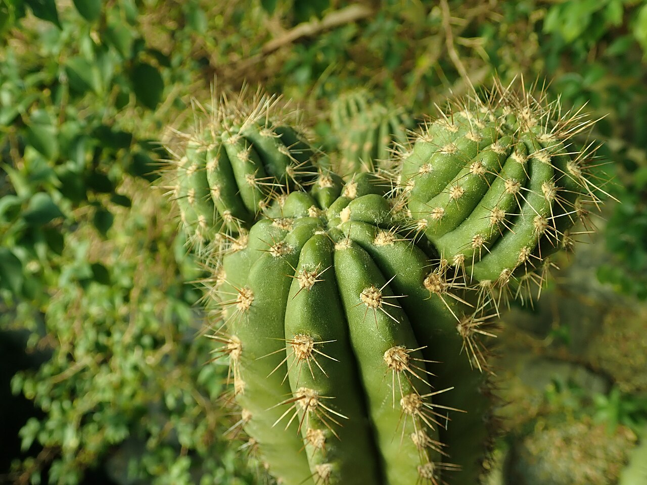 Browningia chlorocarpa: Browningia chlorocarpa , botanical garden in Berlin.