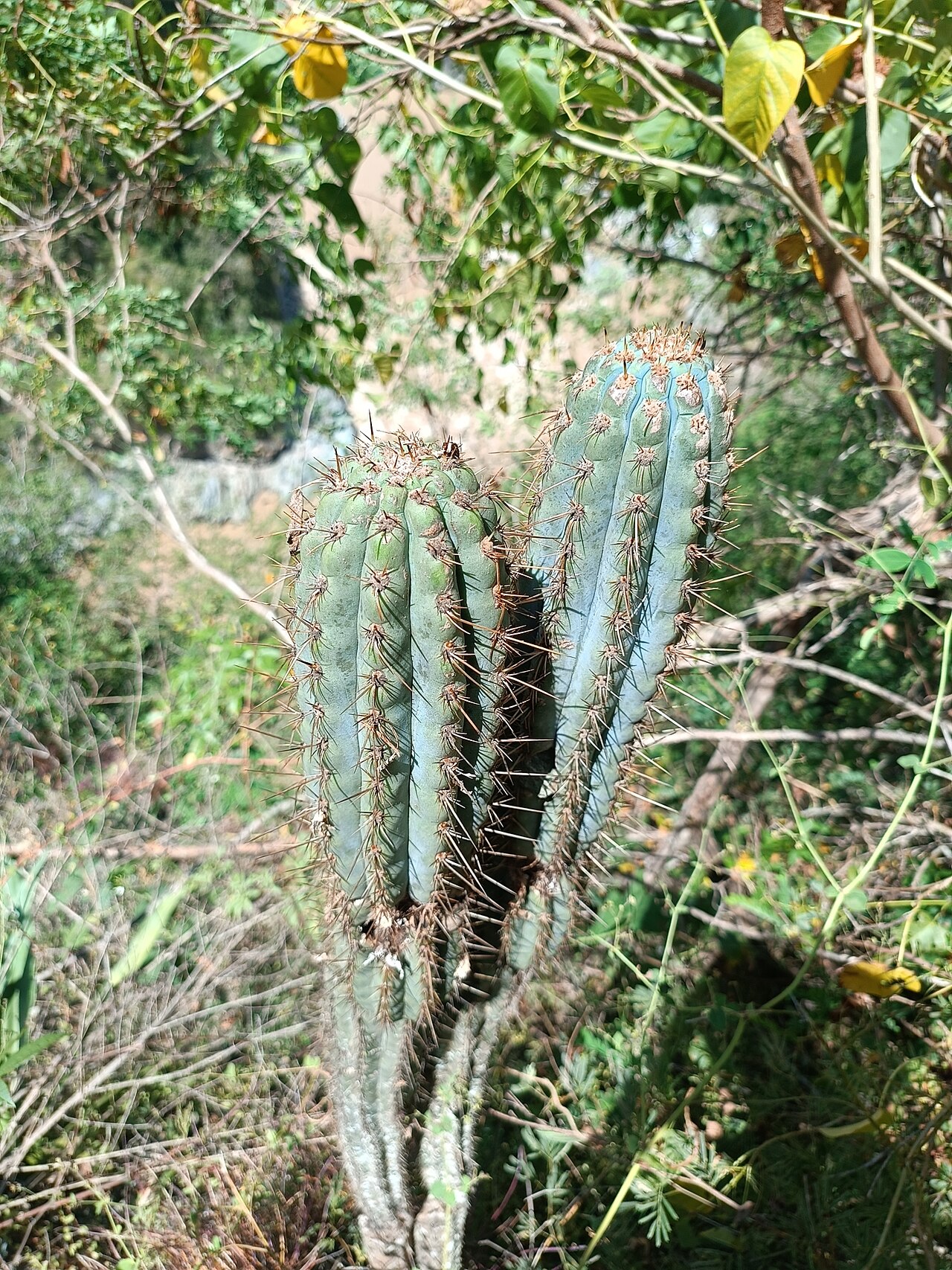 Browningia hertlingiana: Browningia hertlingiana in Peru