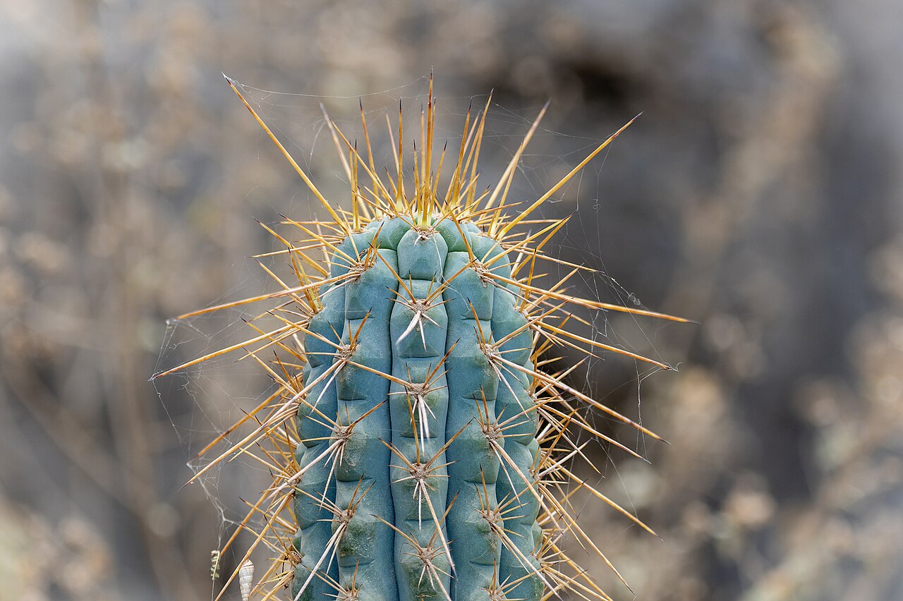 Browningia hertlingiana: Browningia hertlingiana in Peru