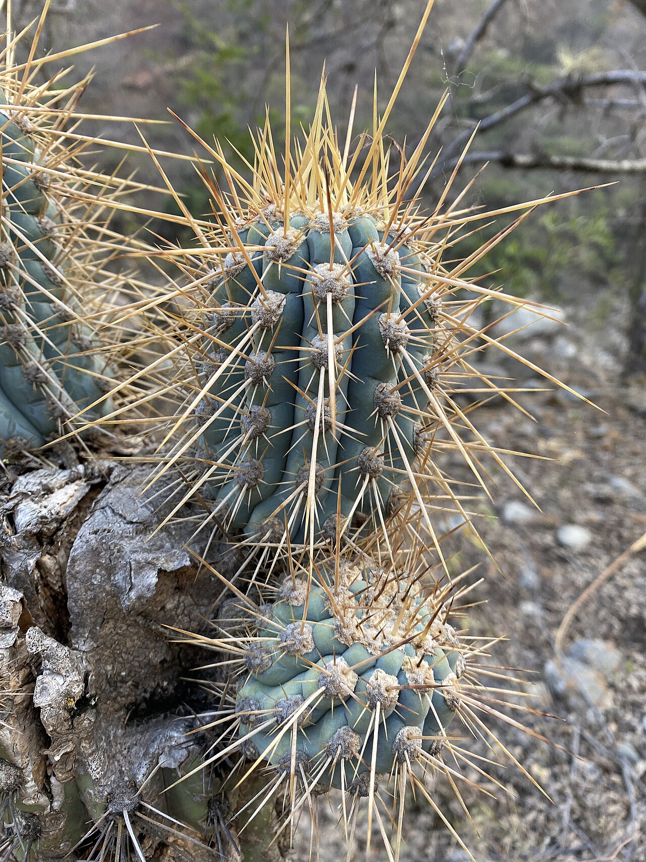 Browningia hertlingiana: Browningia hertlingiana in Peru