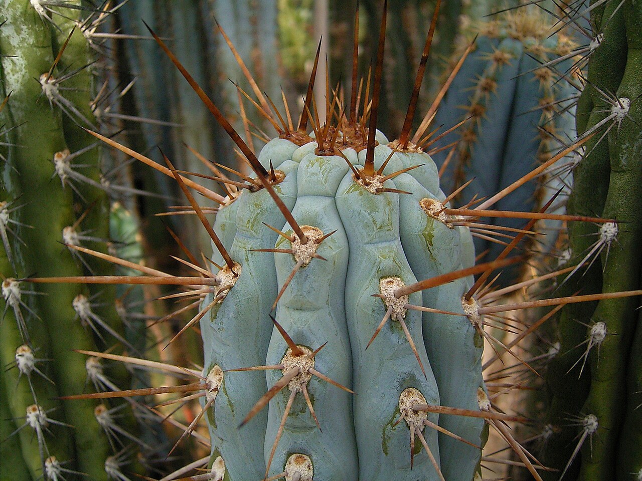 Browningia hertlingiana: Browningia hertlingiana