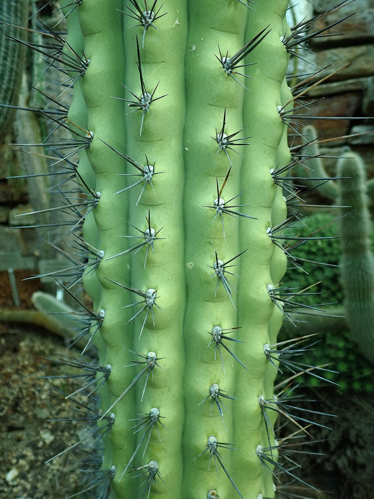Browningia hertlingiana: Browningia hertlingiana , botanical garden in Berlin.