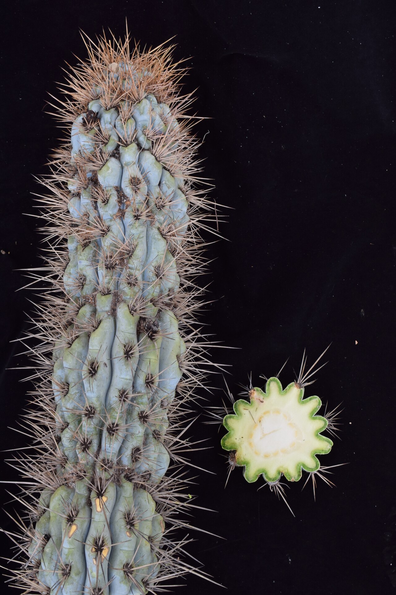 Browningia hertlingiana: Browningia hertlingiana in Peru