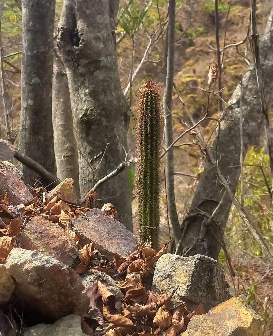 Browningia microsperma: Browningia microsperma in Peru
