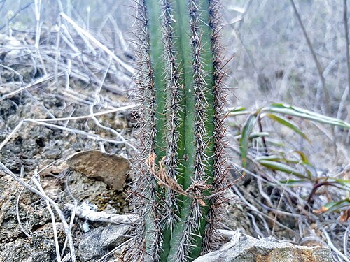 Browningia microsperma: Browningia microsperma in Peru
