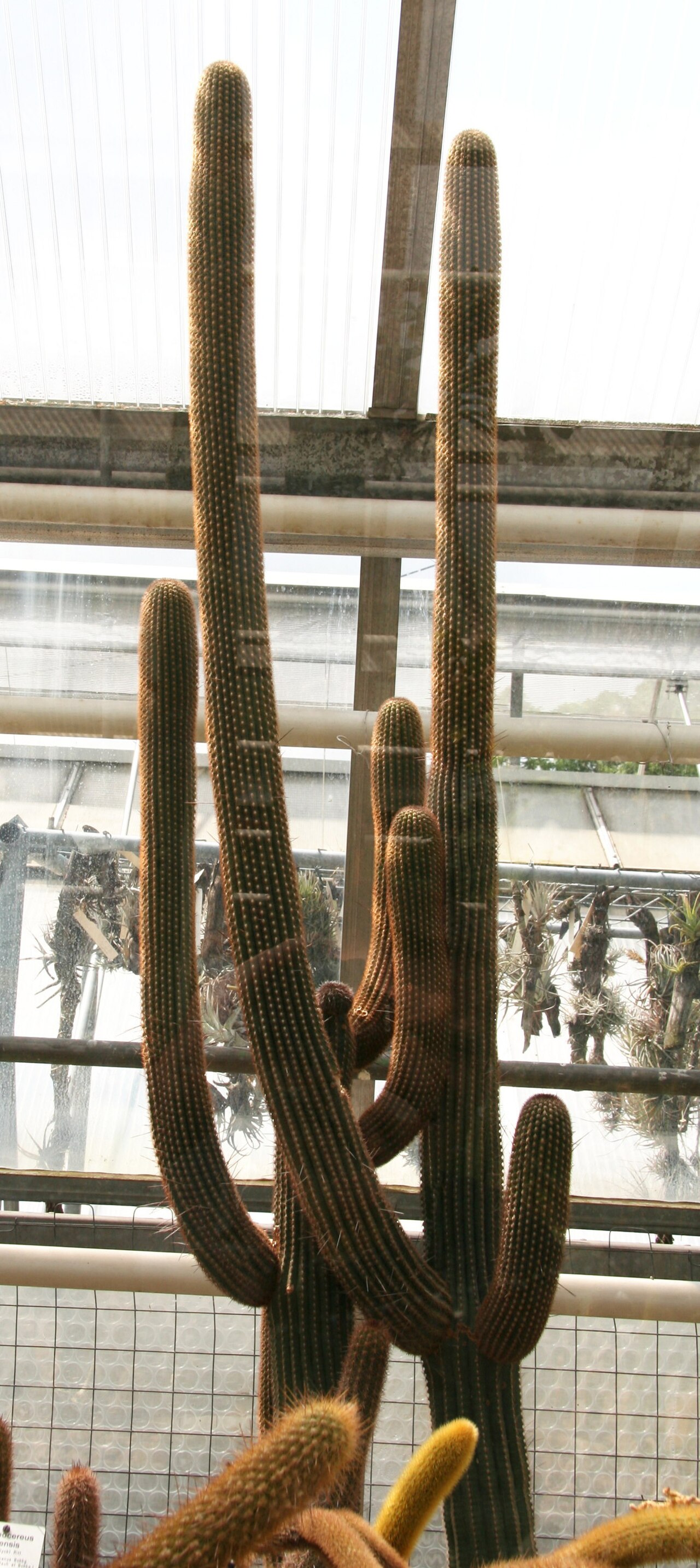 Browningia microsperma: Browningia microsperma im Botanischen Garten Dresden