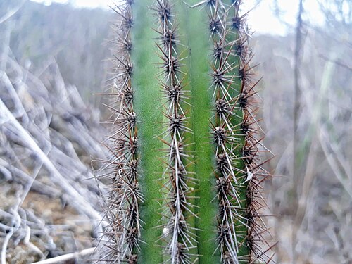 Browningia microsperma: Browningia microsperma in Peru