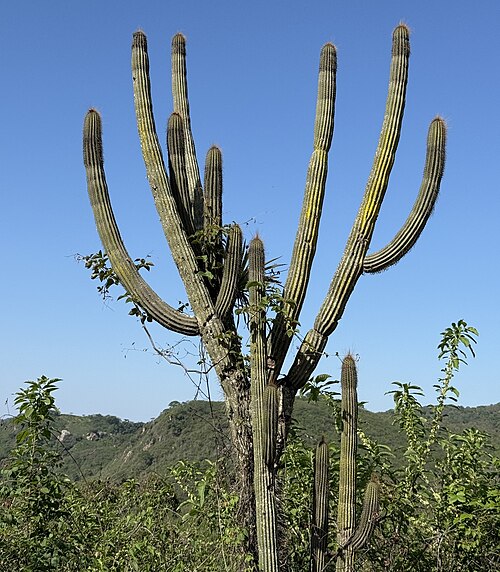 Browningia microsperma: Browningia microsperma in Peru