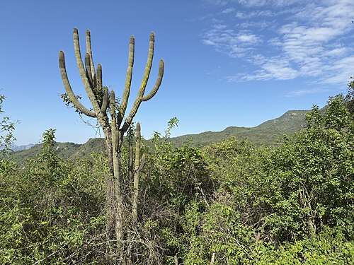 Browningia microsperma: Browningia microsperma in Peru