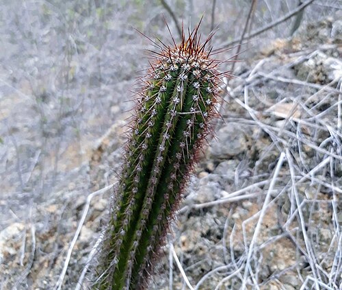 Browningia microsperma: Browningia microsperma in Peru