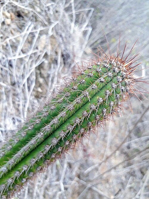Browningia microsperma: Browningia microsperma in Peru