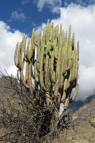 Browningia pilleifera (Browningia pilleifera)