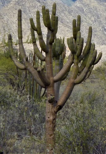 Browningia pilleifera (Browningia pilleifera)