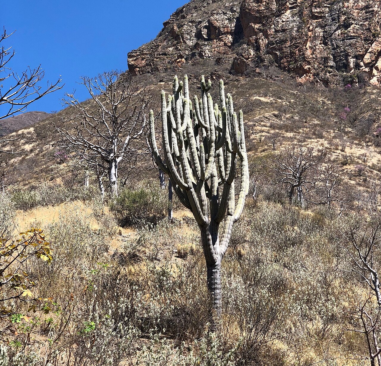 Browningia pilleifera: Browningia pilleifera in Peru