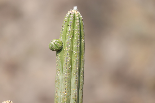 Browningia pilleifera (Browningia pilleifera)