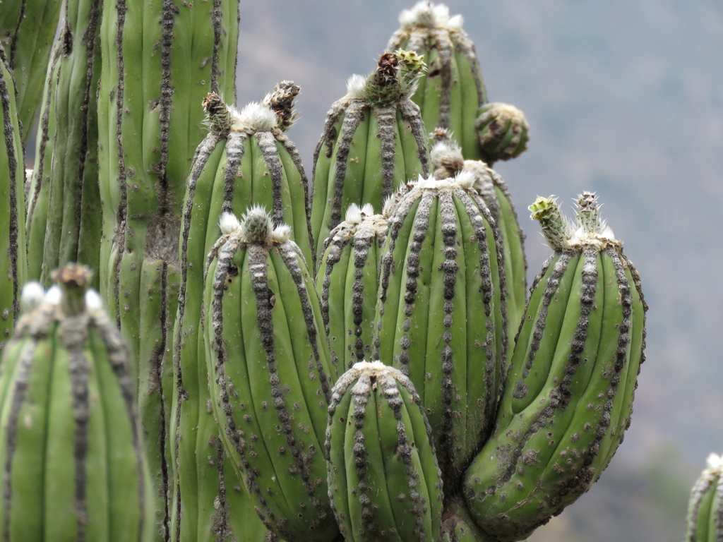 Browningia pilleifera (Browningia pilleifera)