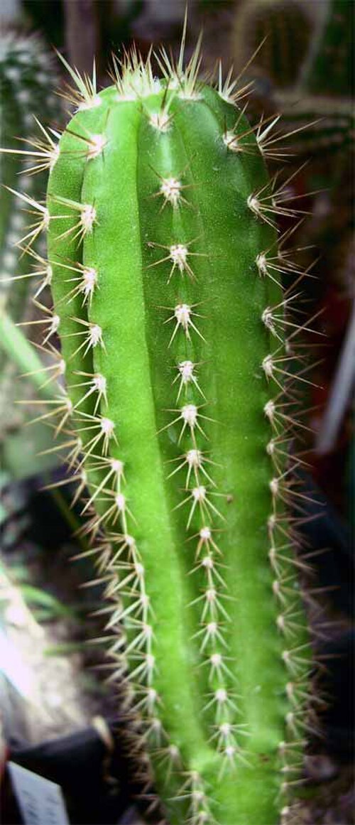 Browningia pilleifera: Browningia pileiffera