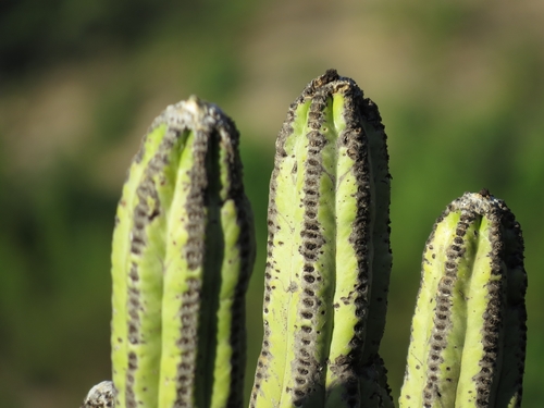 Browningia pilleifera (Browningia pilleifera)