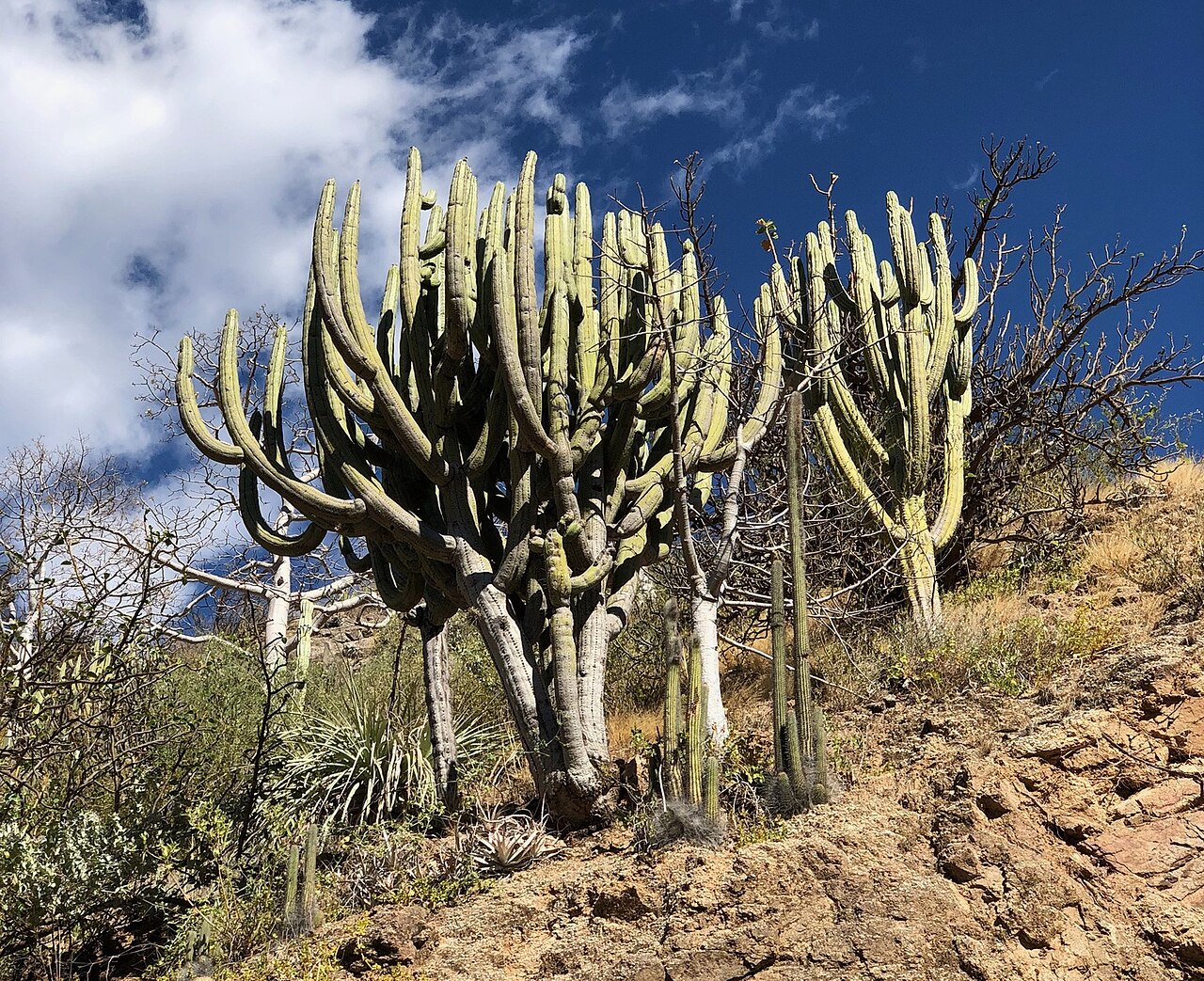 Browningia pilleifera: Browningia pilleifera in Peru