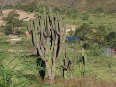 Browningia pilleifera (Browningia pilleifera)
