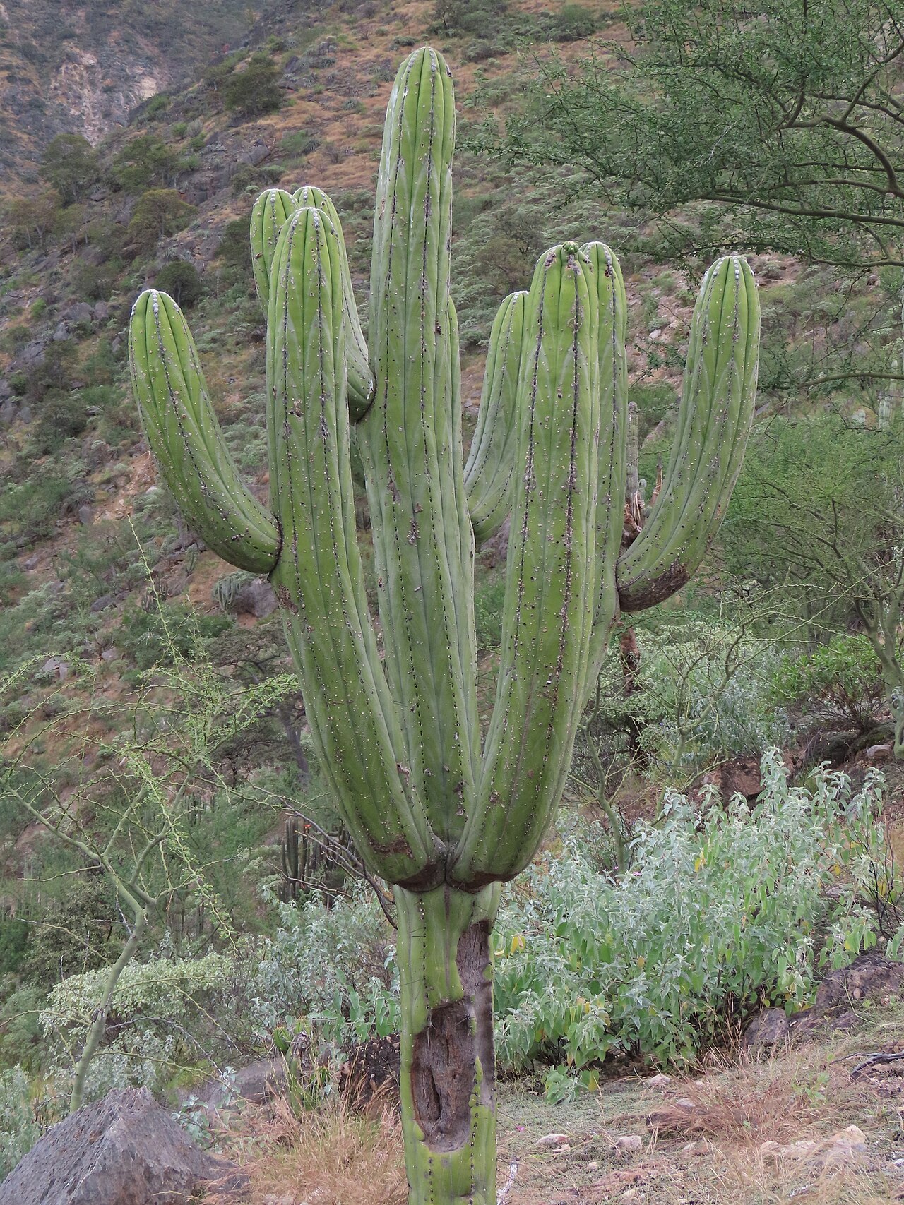 Browningia pilleifera: Browningia pilleifera in Peru